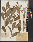Foto von Salix alba L.